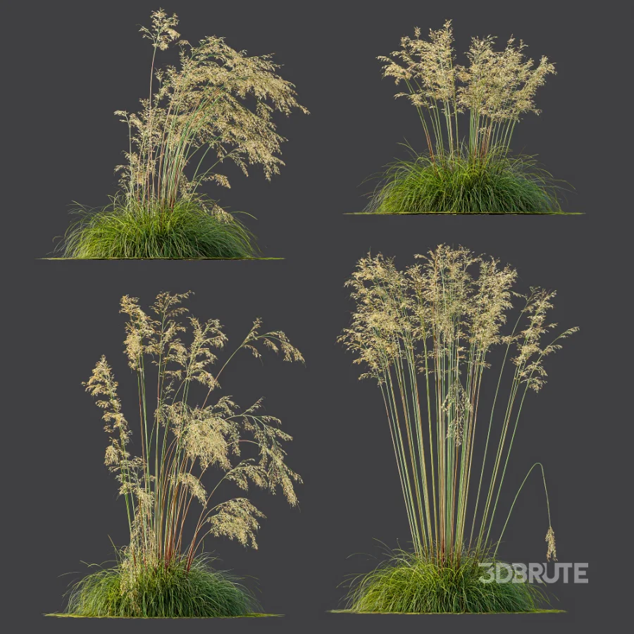 AV Celtica Gigantea Stipa Golden Oats Image 7