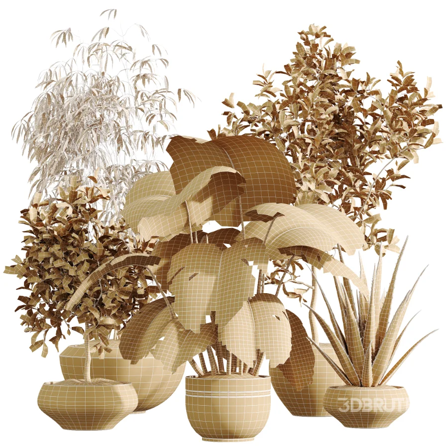 AV Indoor Plants Set 453 Briful Pachira and Elegant Monstera and Aloe Vera Succulents and Ficus Dracaena Marginata Image 11