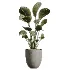 AV Indoor Plants Set 449 Ficus Dracaena Marginata and Ravenala Banana and Spineless Yucca - Thumbnail 4