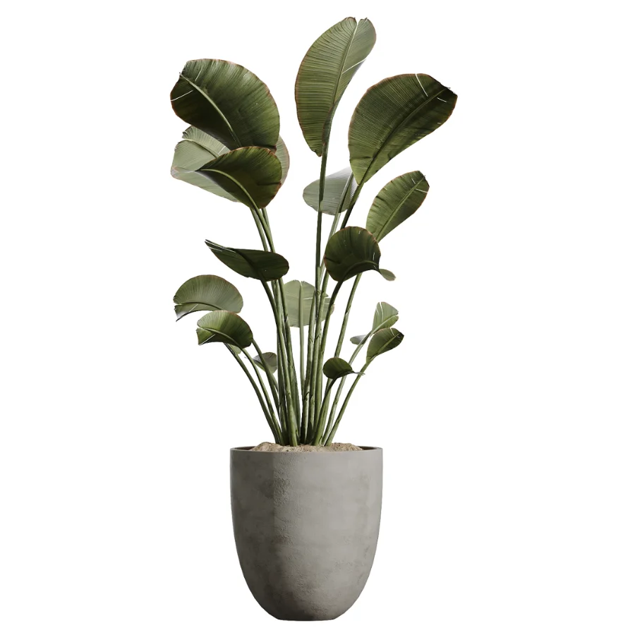 AV Indoor Plants Set 449 Ficus Dracaena Marginata and Ravenala Banana and Spineless Yucca Image 4