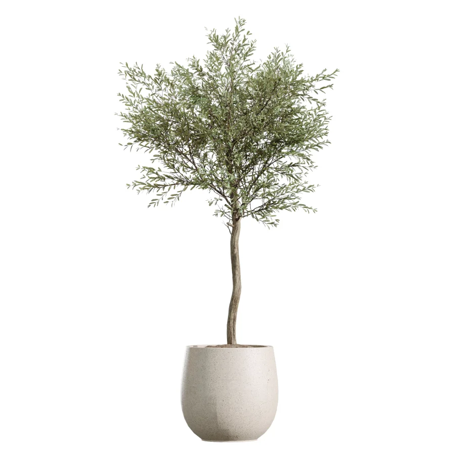AV Indoor Plants Set 451 Olive Elegant and Ficus Dracaena Marginata and Cyara Areca Palm Image 5