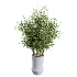 AV Indoor Plants Set 457 Olive Eucalyptus and Bird Of Paradise and Chemlali Olive and Snake Sansevieria - Thumbnail 6