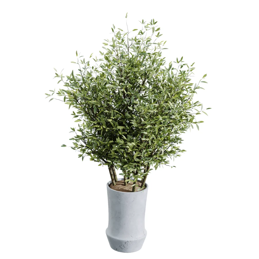 AV Indoor Plants Set 457 Olive Eucalyptus and Bird Of Paradise and Chemlali Olive and Snake Sansevieria Image 6