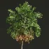 AV Borassus Flabellifer and Cocos Nucifera Windy palms - Thumbnail 6
