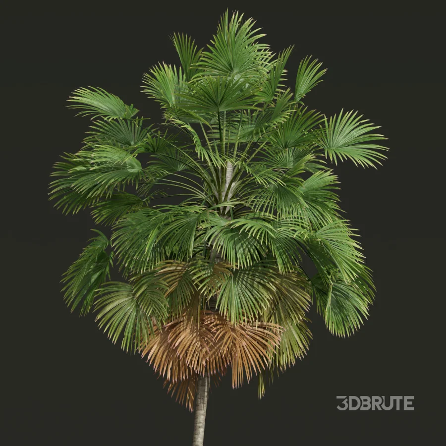 AV Borassus Flabellifer and Cocos Nucifera Windy palms Image 6