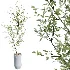 AV Indoor Plants Set 457 Olive Eucalyptus and Bird Of Paradise and Chemlali Olive and Snake Sansevieria - Thumbnail 1
