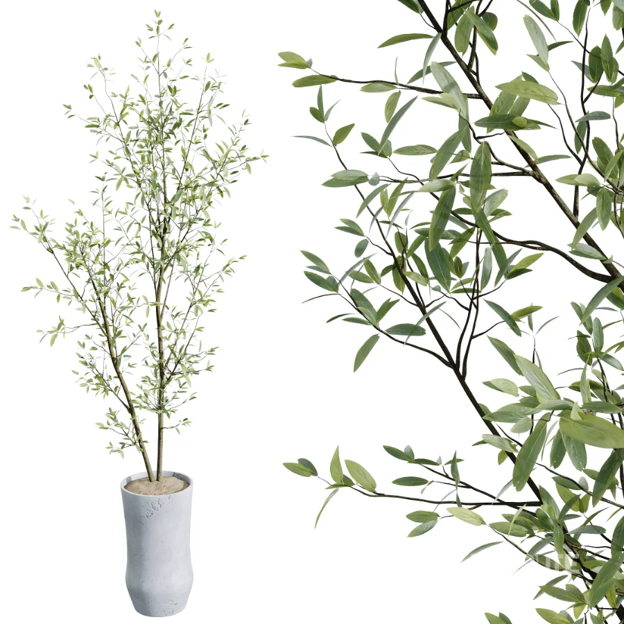 AV Indoor Plants Set 457 Olive Eucalyptus and Bird Of Paradise and Chemlali Olive and Snake Sansevieria Image 1
