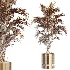 AV Indoor Plants Set 459 Chemlali Olive and Cat Reed Palm and China Orange Tree and Ficus Dracaena Marginata and Ravenala Banana - Thumbnail 11