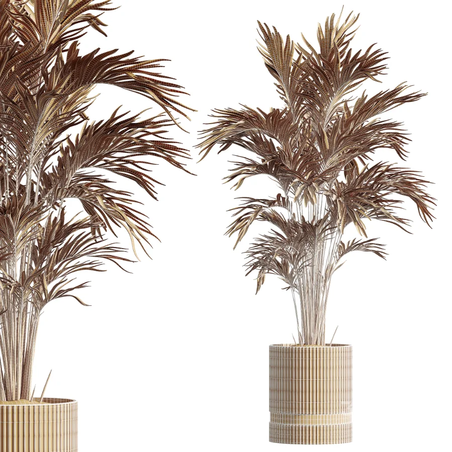 AV Indoor Plants Set 459 Chemlali Olive and Cat Reed Palm and China Orange Tree and Ficus Dracaena Marginata and Ravenala Banana Image 11