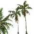 AV Cocos Nucifera palms - Thumbnail 7
