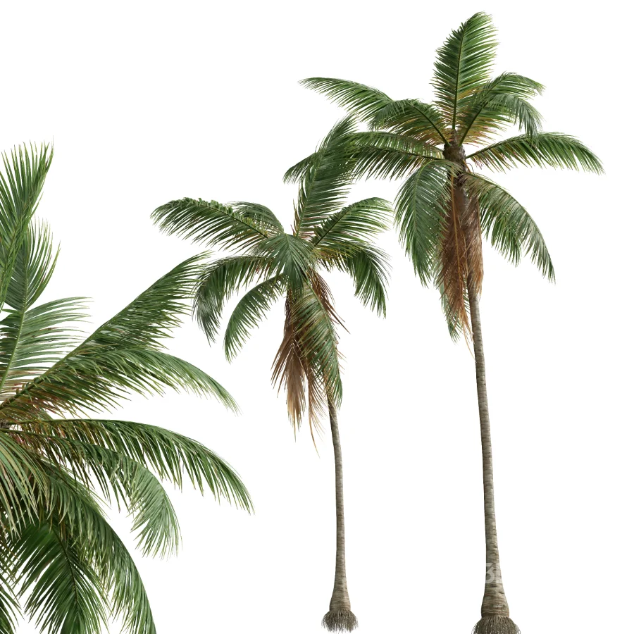 AV Cocos Nucifera palms Image 7