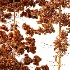 AV Pinus Palustris and Pinus Nigra Sylvestris Subsp Winter Snow trees - Thumbnail 4