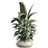 AV Indoor Plants Set 454 Chemlali Olive Tree and Bird Of ParadiseBird and Ficus microcarpa and Ficus Dracaena Marginata - Thumbnail 3