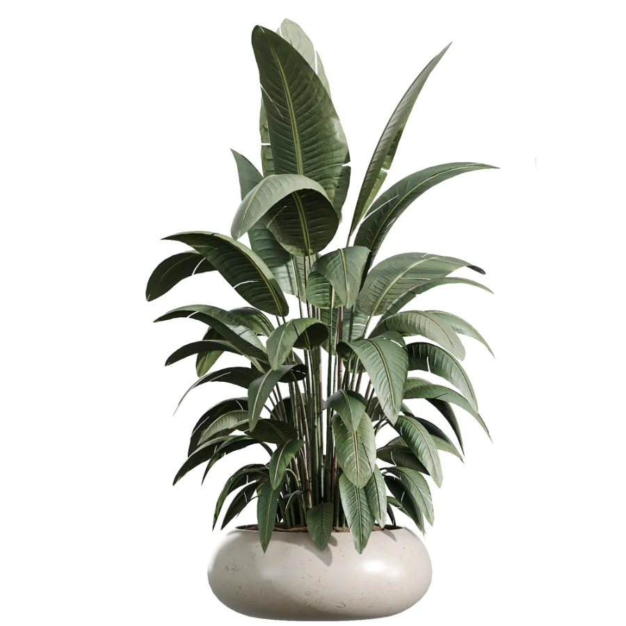 AV Indoor Plants Set 454 Chemlali Olive Tree and Bird Of ParadiseBird and Ficus microcarpa and Ficus Dracaena Marginata Image 3