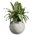 AV Indoor Plants Set 447 China Orange Tree and Spineless Yucca and Cyara Areca Palm and Europaea Olive Eucalyptus and Ficus Elastica Beliza - Thumbnail 2