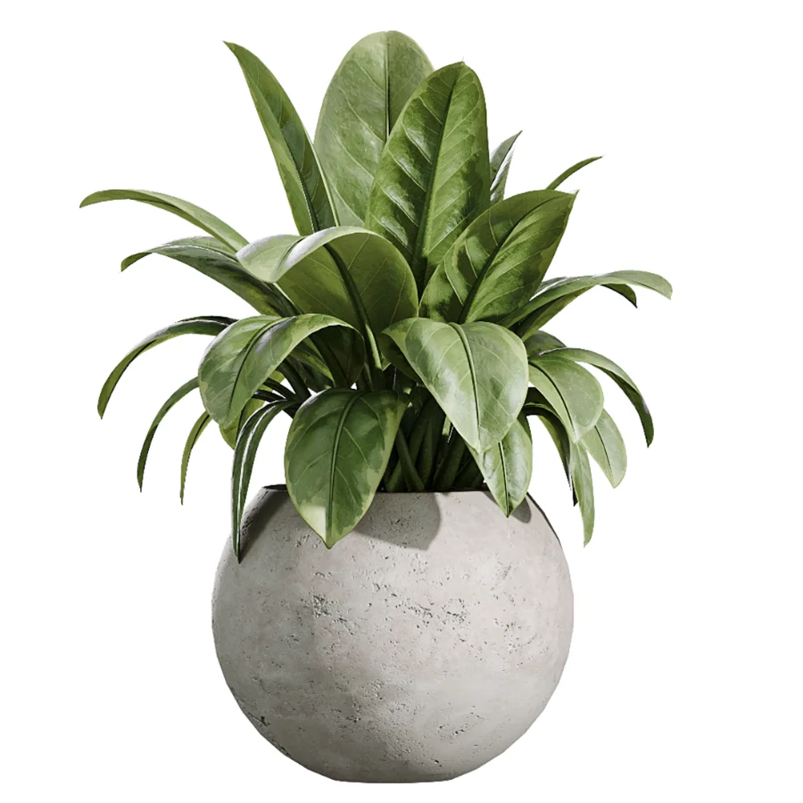 AV Indoor Plants Set 447 China Orange Tree and Spineless Yucca and Cyara Areca Palm and Europaea Olive Eucalyptus and Ficus Elastica Beliza Image 2