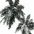 AV Cocos Nucifera palms - Thumbnail 10