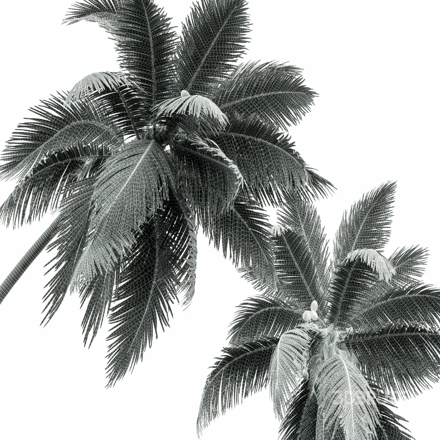 AV Cocos Nucifera palms Image 10