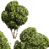 AV Ficus Concinna Bonsai Pruned and Ligustrum Quihoui Privet Pruned Box - Thumbnail 4