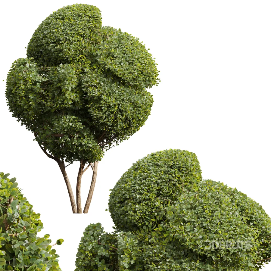 AV Ficus Concinna Bonsai Pruned and Ligustrum Quihoui Privet Pruned Box Image 4