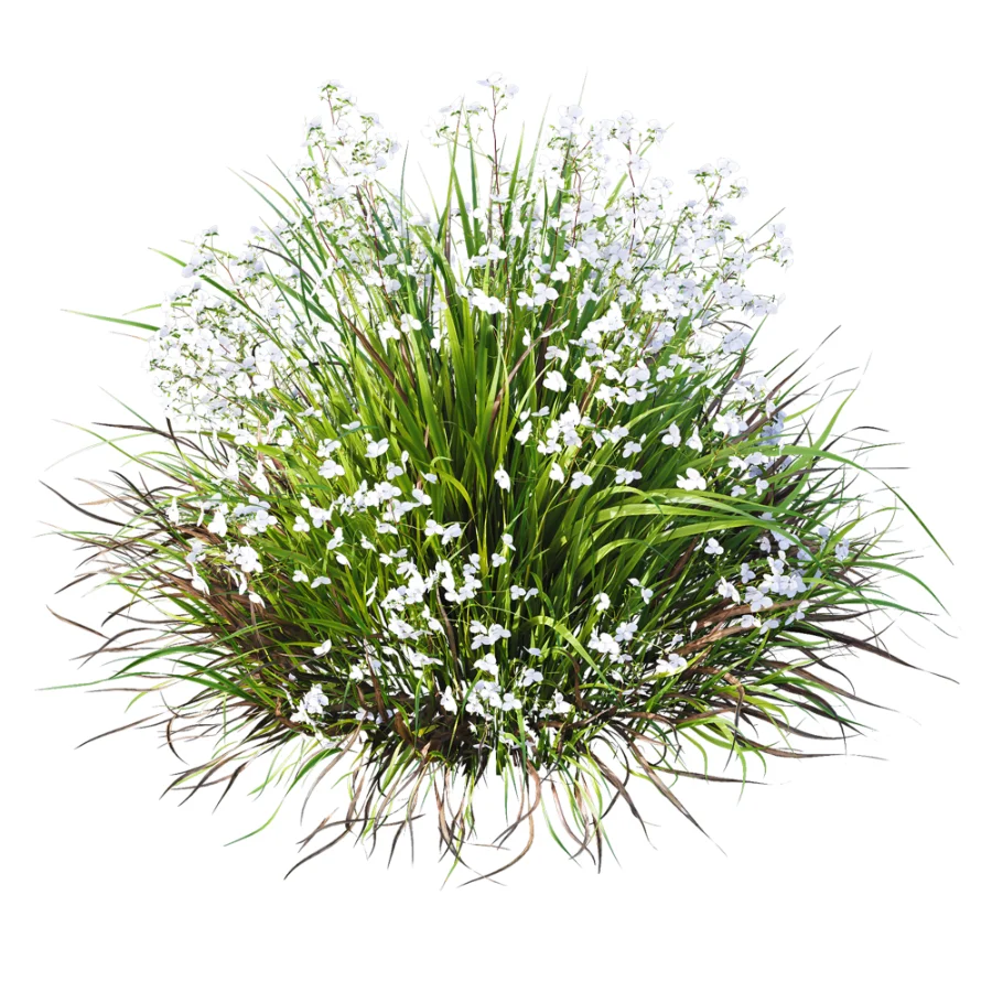 ntal grasses. These elegant groundcover species are valued for their refined texture, compact growth habit, and exceptional versatility in contemporary landscape architecture, Japanese gardens, urban parks, courtyards, and high-end residential projects. Image 7