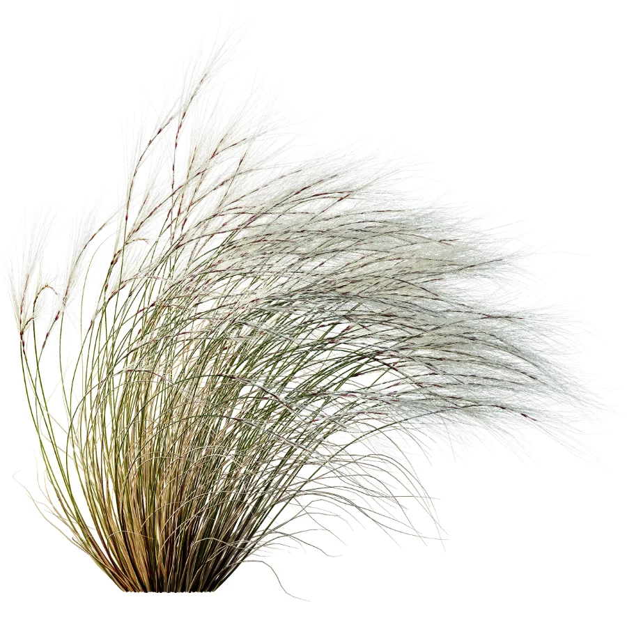 AV Celtica Gigantea Stipa Golden Oats and Stipa Tenuissima Ostnica Mocna Pony Tails Image 10