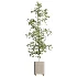 AV Indoor Plants Set 458 Ravenala Banana and Wilsonii Chemlali Olive and Alnus Glutinosa - Thumbnail 2