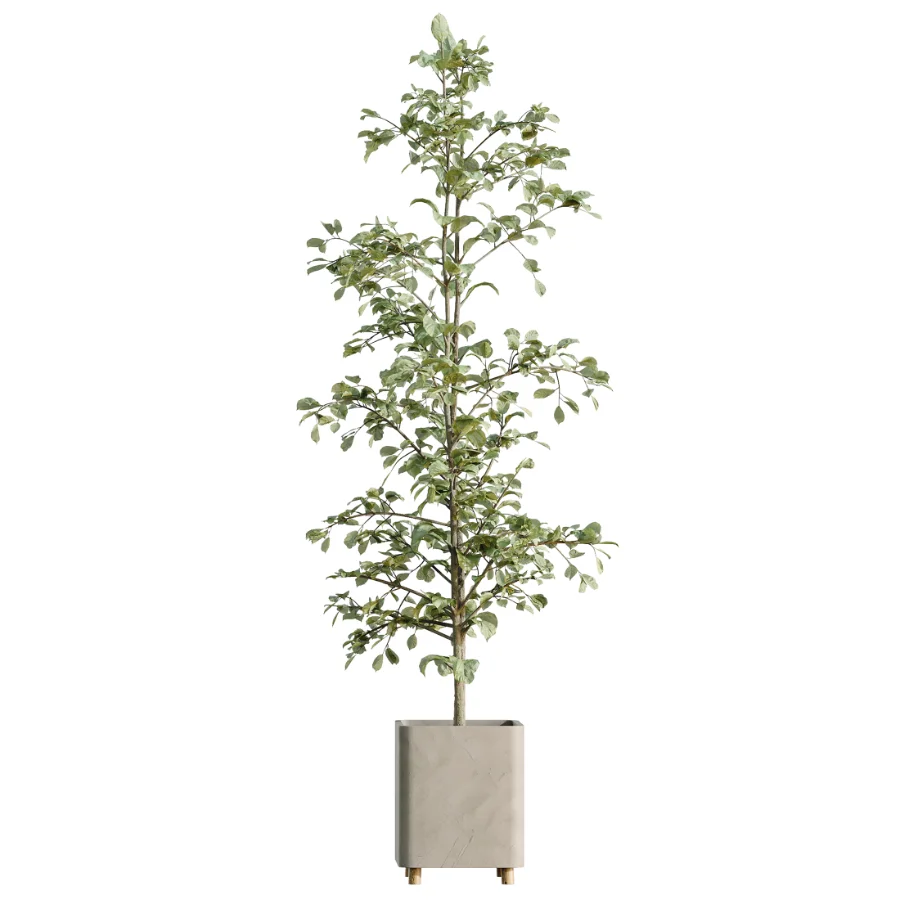 AV Indoor Plants Set 458 Ravenala Banana and Wilsonii Chemlali Olive and Alnus Glutinosa Image 2