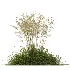 AV Celtica Gigantea Stipa Golden Oats - Thumbnail 2