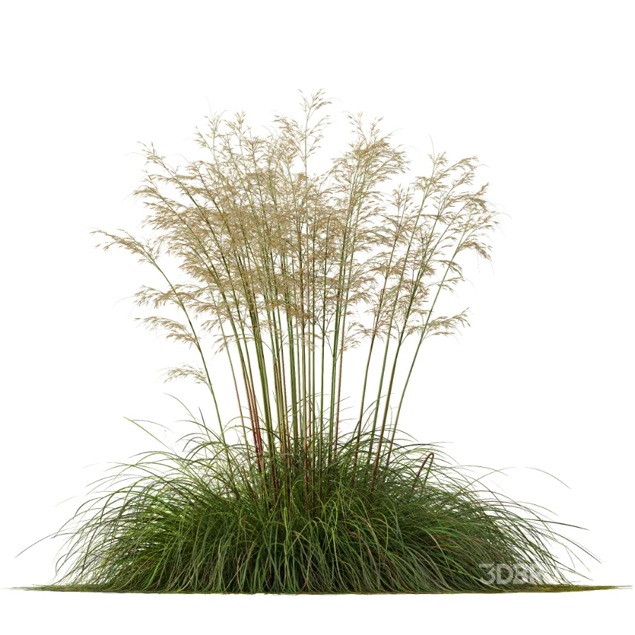 AV Celtica Gigantea Stipa Golden Oats Image 2