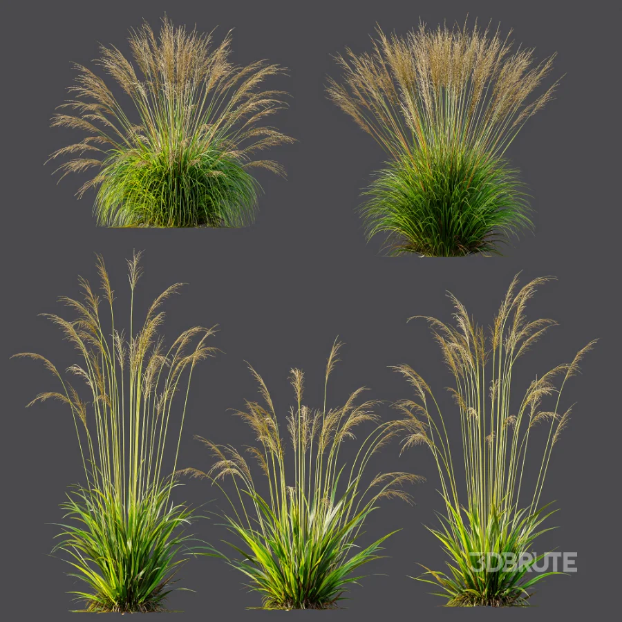 AV Molinia Caerulea Heidebraut Kleines Pfeifengras Image 7