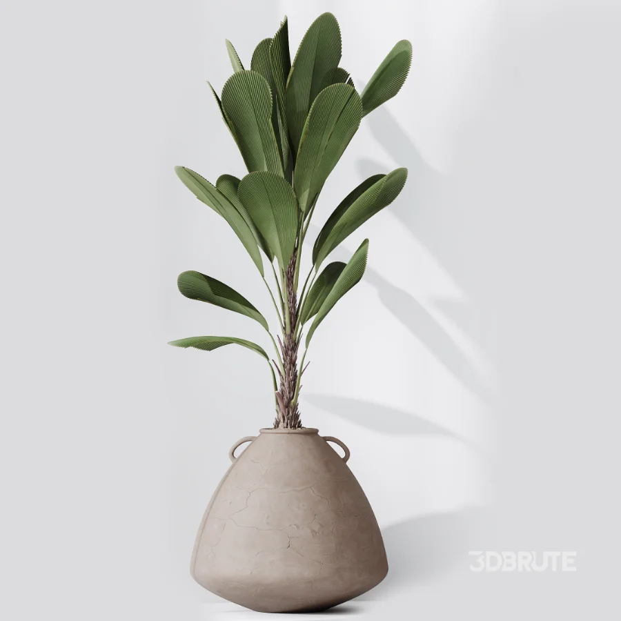 AV Indoor Plants Set 464 Olive Euphorbia Drupifera Cunjevoi Alocasia Spineless Yucca Licuala Palm Image 6