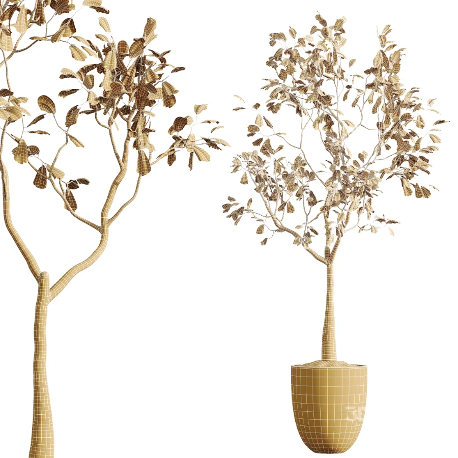 AV Indoor Plants Set 449 Ficus Dracaena Marginata and Ravenala Banana and Spineless Yucca Image 6