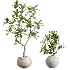 AV Indoor Plants Set 451 Olive Elegant and Ficus Dracaena Marginata and Cyara Areca Palm - Thumbnail 6
