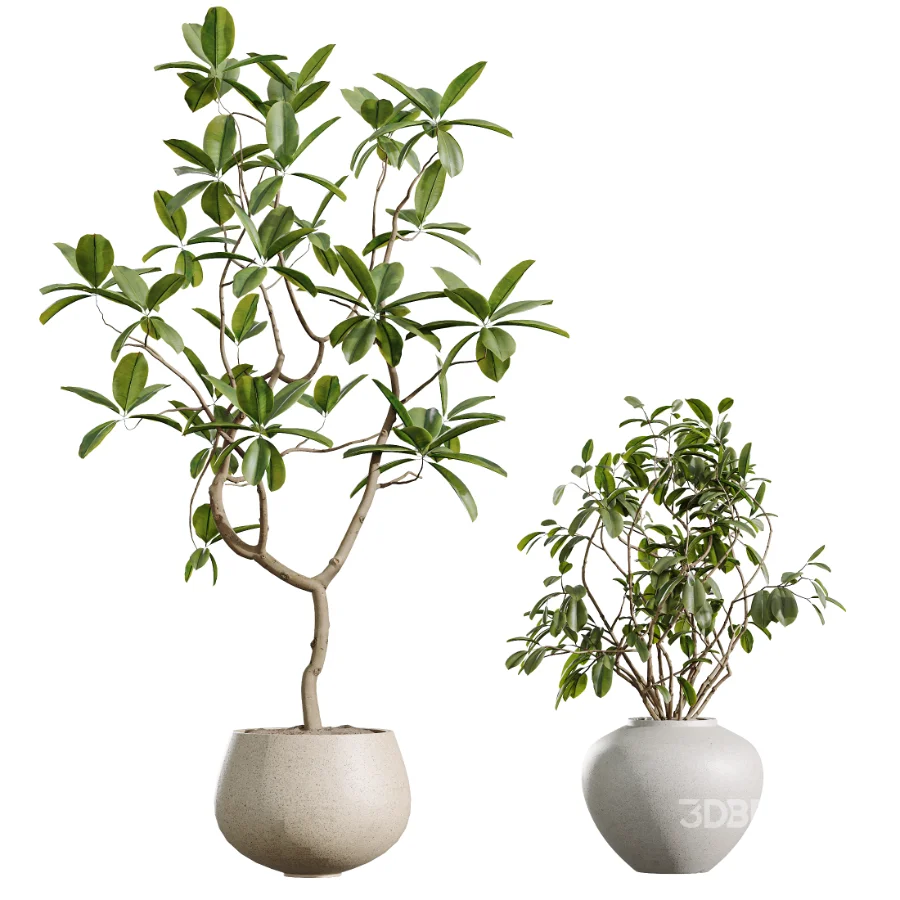 AV Indoor Plants Set 451 Olive Elegant and Ficus Dracaena Marginata and Cyara Areca Palm Image 6