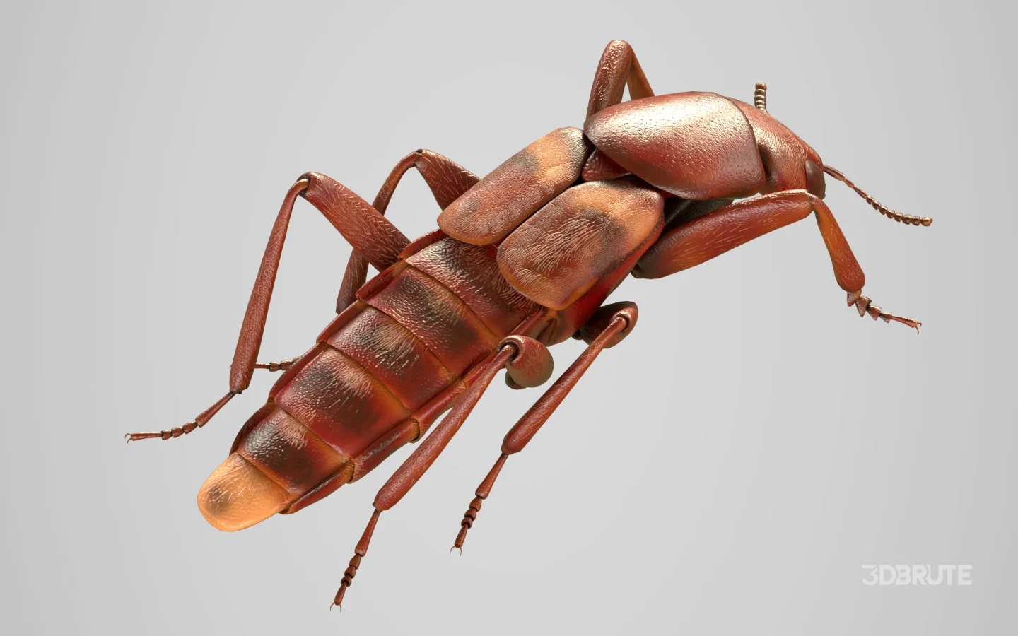 Beetle Insect 3D Model Image 3