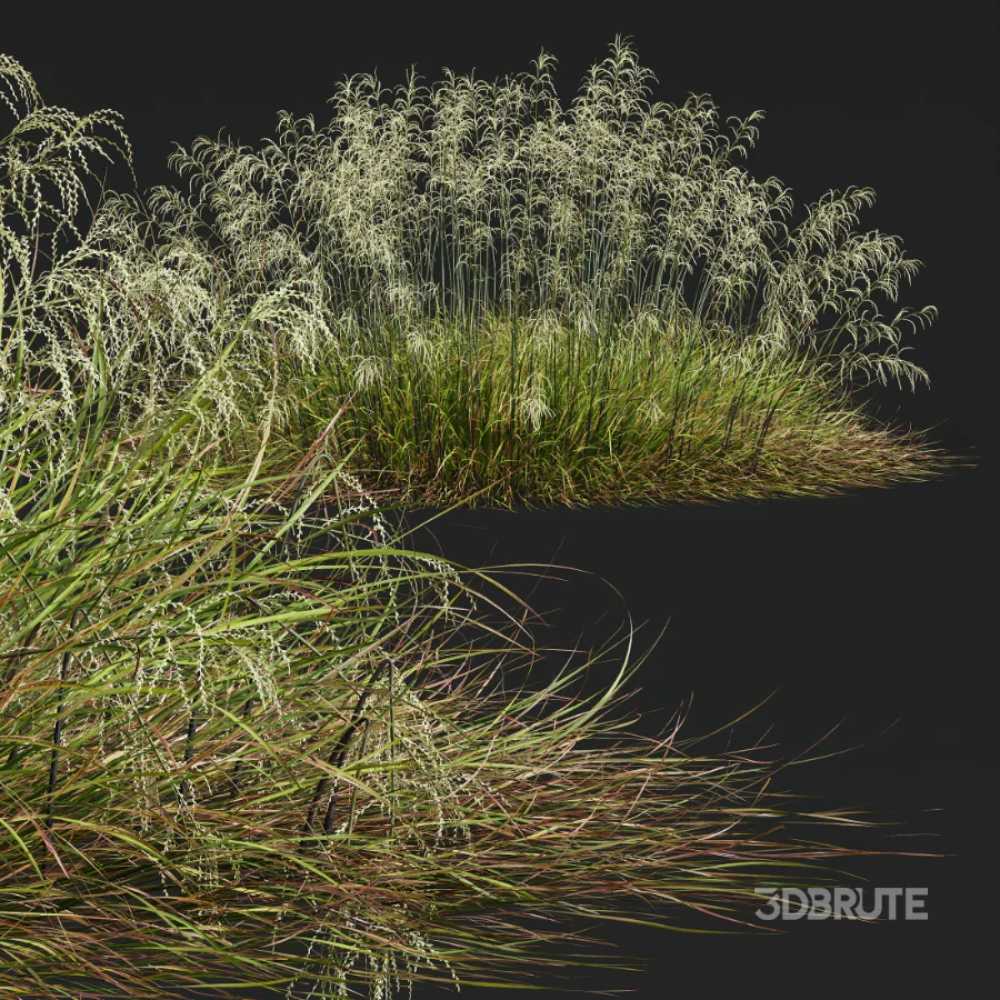 AV Stipa arundinacea Anemanthele lessoniana and Stipa arundinacea Sweet Grass Image 4