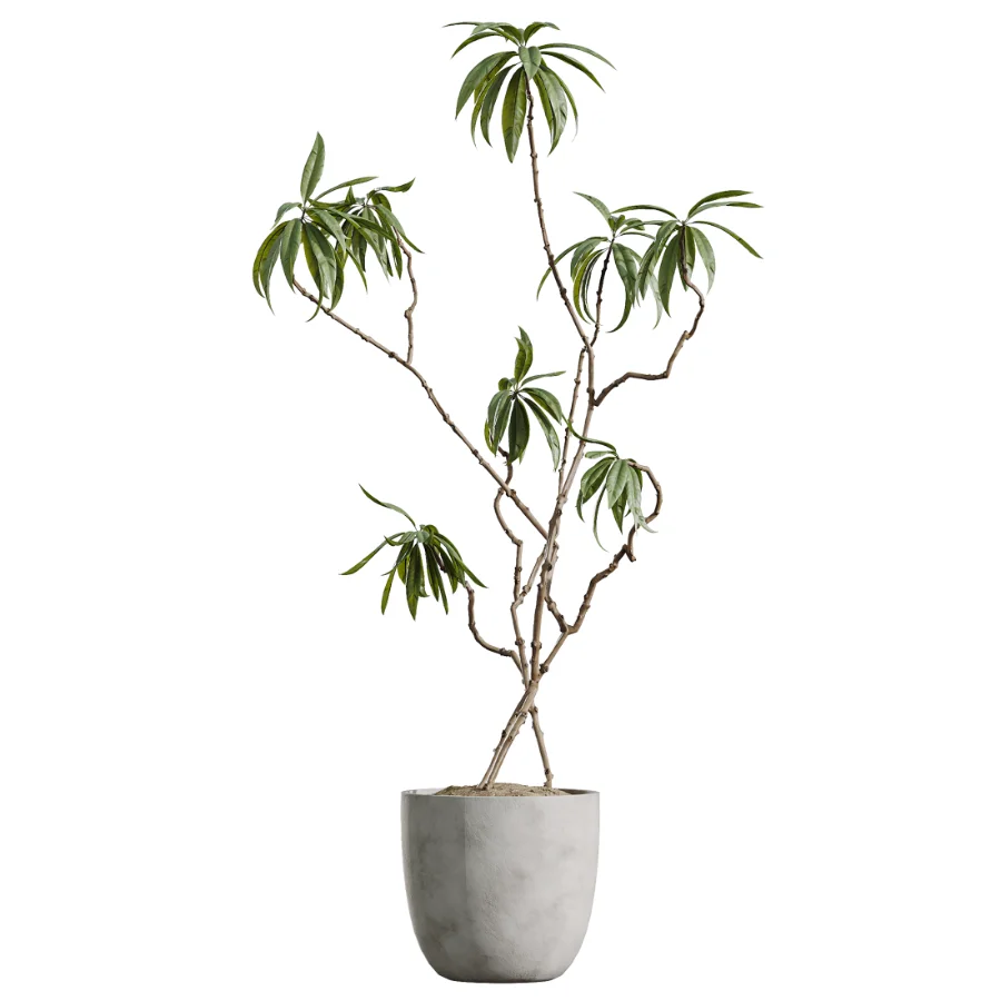 AV Indoor Plants Set 449 Ficus Dracaena Marginata and Ravenala Banana and Spineless Yucca Image 1