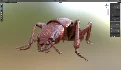 Beetle Insect 3D Model - Thumbnail 5