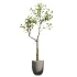 AV Indoor Plants Set 500 Lady Palm and Ravenala Banana and Ficus Marginata and China Orange Tree and Chemlali Olive - Thumbnail 6
