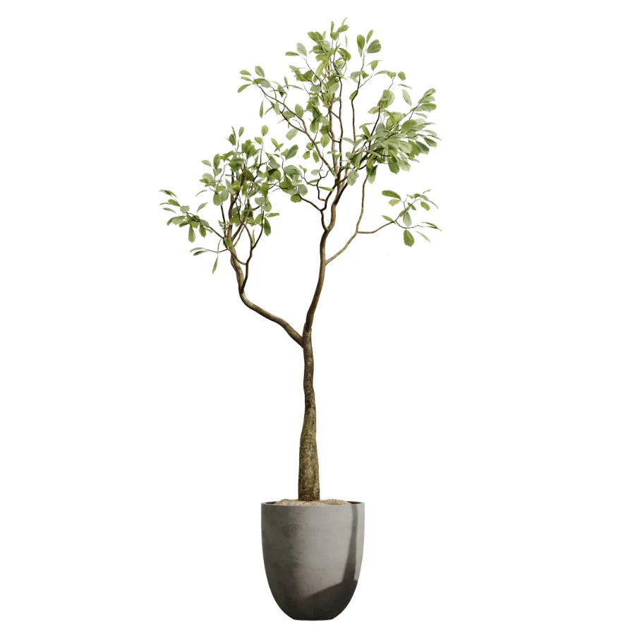 AV Indoor Plants Set 500 Lady Palm and Ravenala Banana and Ficus Marginata and China Orange Tree and Chemlali Olive Image 6