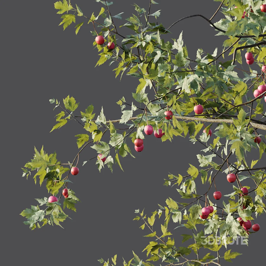 AV Plants Crataegus Pinnatifida Hawthorn Version02 Image 1