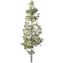 AV Pinus Echinata and Chamaecyparis Thyoides trees - Thumbnail 1