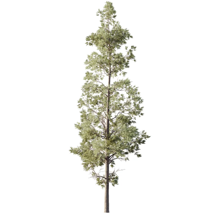 AV Pinus Echinata and Chamaecyparis Thyoides trees