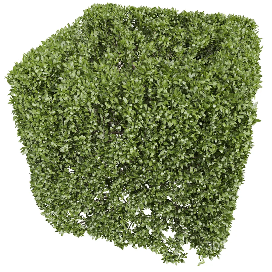 AV Ficus Concinna Bonsai Pruned and Ligustrum Quihoui Privet Pruned Box Image 3