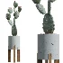 AV Indoor Plants Set 446 Ficus microcarpa and Aspidistra Elatior and Cactus Opuntia and Ficus Elastica Rubber and Cyara Areca Palm - Thumbnail 3