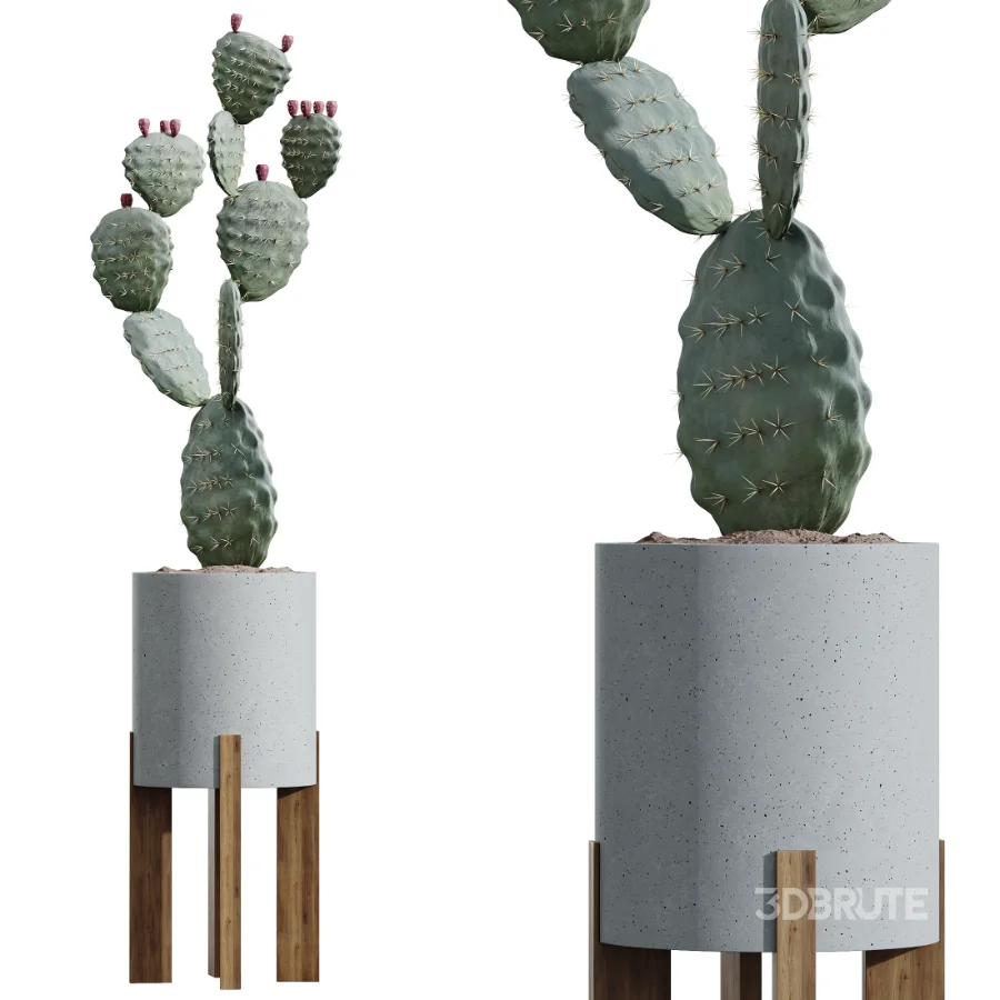 AV Indoor Plants Set 446 Ficus microcarpa and Aspidistra Elatior and Cactus Opuntia and Ficus Elastica Rubber and Cyara Areca Palm Image 3