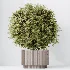 AV Indoor Plants Set 456 Wilsonii Chemlali Olive and Mission Olive Tree and Rhapis Lady Palm and Spathiphyllum Wallisii - Thumbnail 5