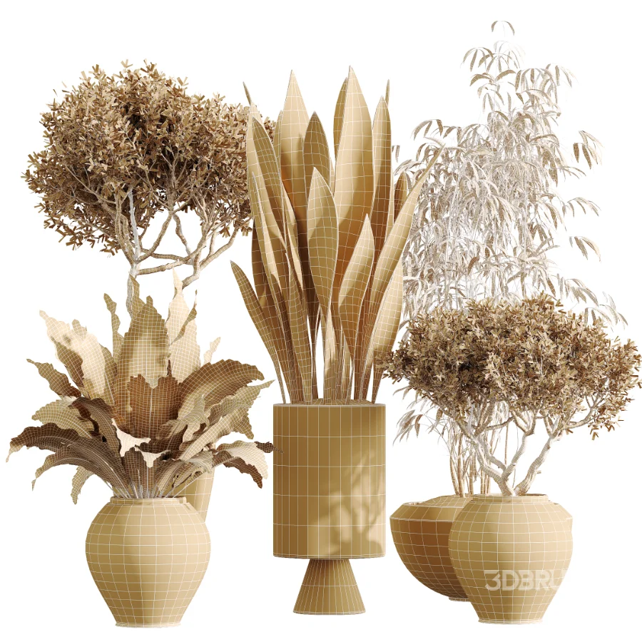 AV Indoor Plants Set 450 Chemlali Olive Tree and Sansevieria Trifasciata and Spathiphyllum Peace Lily and Ficus Dracaena Marginata Image 7