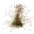 AV Carex Testacea Orange Sedge Grass Prairie Fire and Molinia Caerulea Heidebraut Kleines Pfeifengras - Thumbnail 1